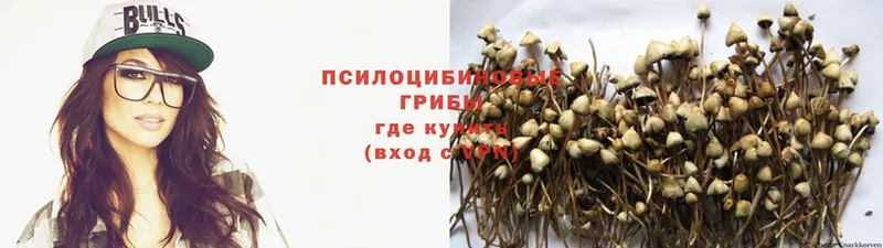 где можно купить   Боготол  Галлюциногенные грибы Cubensis 